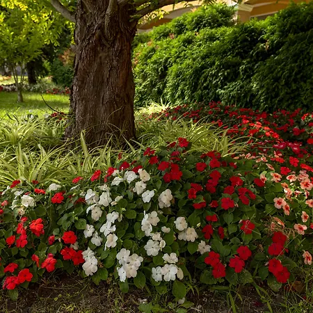 Menada Grand Lejlighed Aheloy